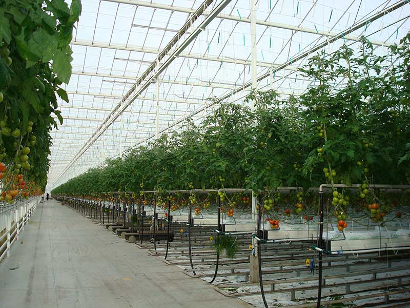 Venlo-Greenhouse